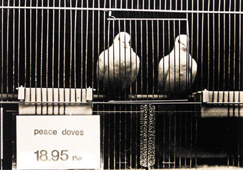 Staeck Klaus - Peace doves
